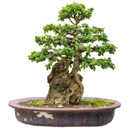 sticker mural bonsai pas cher