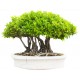 stickers bonsai decoration