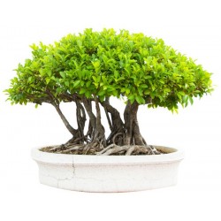 stickers bonsai decoration