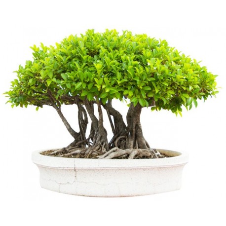 stickers bonsai decoration