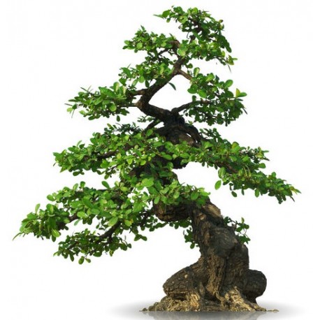 stickers bonsai mural geant