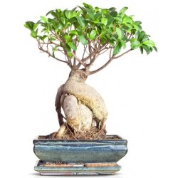 stickers mural bonsai