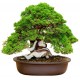 stickers mural bonsai decoration