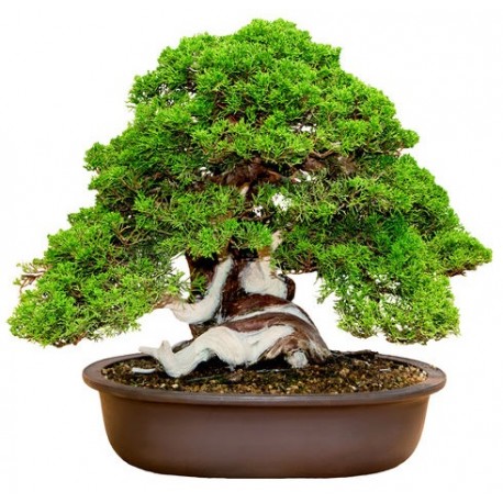 stickers mural bonsai decoration