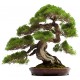 stickers mural bonsai design