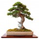 stickers mural bonsai geant