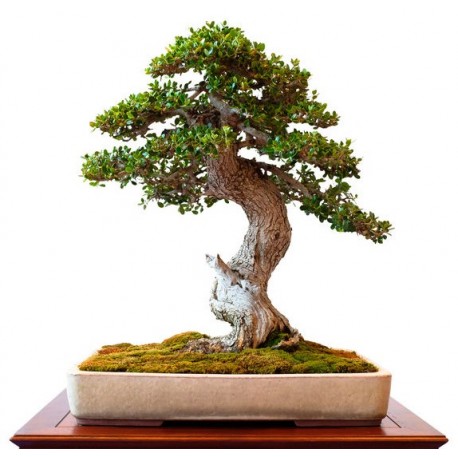 stickers mural bonsai geant