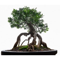 stickers muraux bonsai