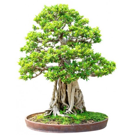 stickers muraux deco