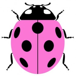 sticker coccinelle mural rose pas cher