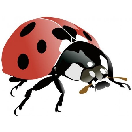 sticker mural coccinelle pas cher