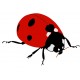 stickers mural coccinelle