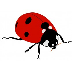 stickers mural coccinelle