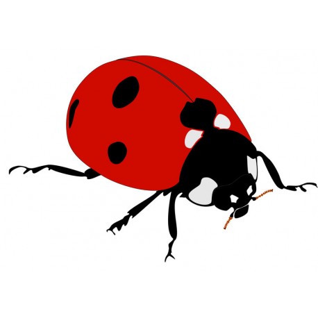 stickers mural coccinelle