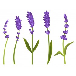 autocollants mural lavande deco