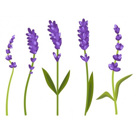 autocollants mural lavande deco