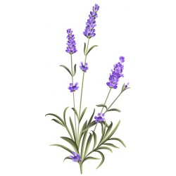 autocollants mural lavande plant