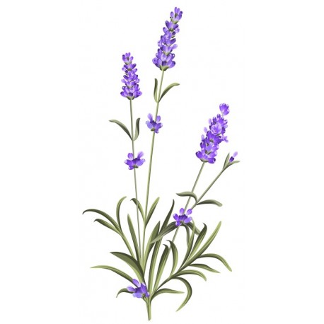 autocollants mural lavande plant