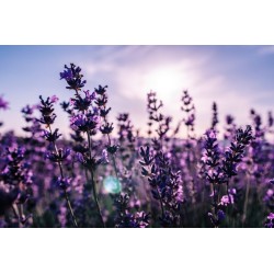 autocollants muraux lavande decoratif