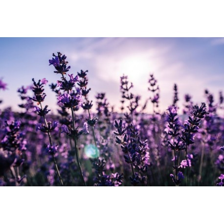 autocollants muraux lavande decoratif