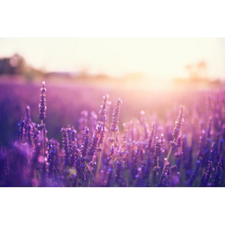 sticker mural lavande champ