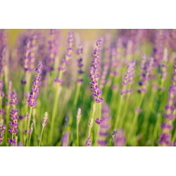 sticker mural lavande deco