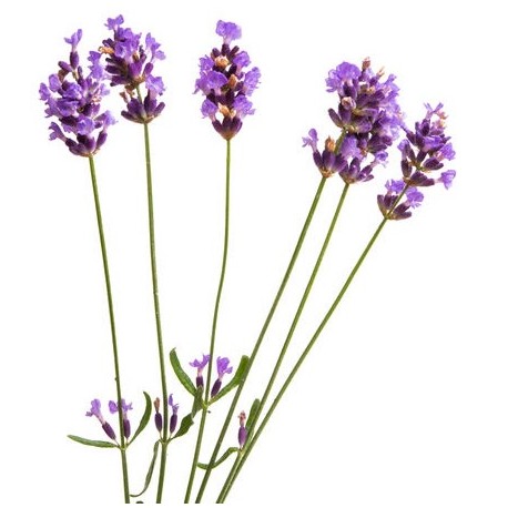 sticker mural lavande pas cher