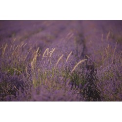 sticker muraux lavande champ
