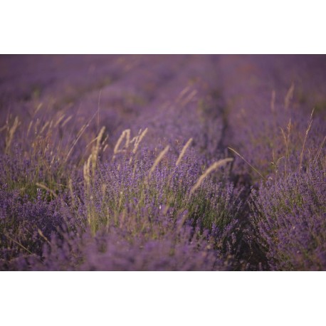 sticker muraux lavande champ