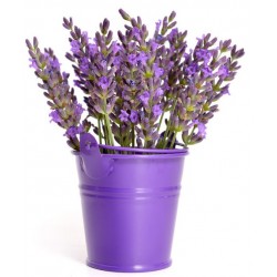 sticker muraux lavande pot