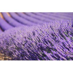 sticker muraux lavande salon