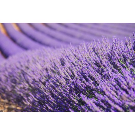 sticker muraux lavande salon