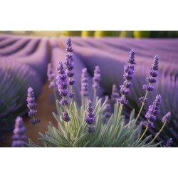 stickers mural champ lavande