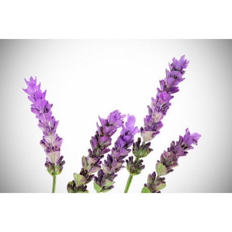 stickers mural lavande