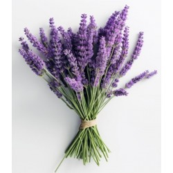 stickers mural lavande bouquet