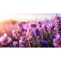 stickers mural lavande chambre