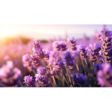 stickers mural lavande chambre