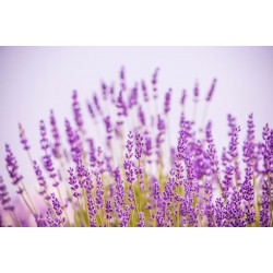 stickers mural lavande champ