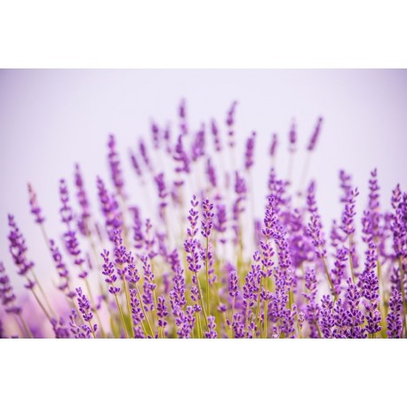 stickers mural lavande champ