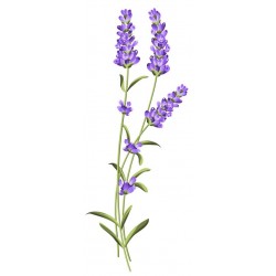 stickers mural lavande deco