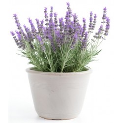 stickers mural lavande decoratif