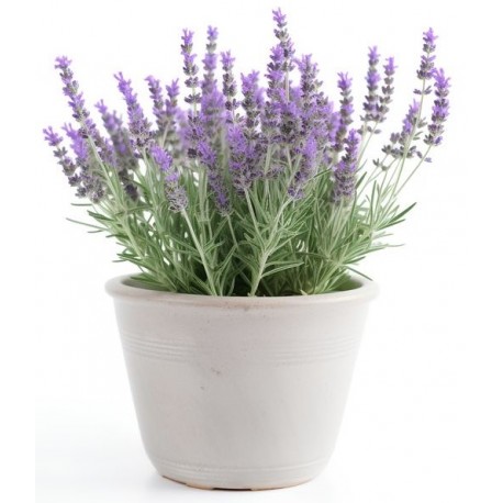 stickers mural lavande decoratif