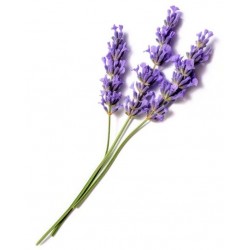 stickers mural lavande design