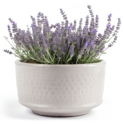 stickers mural lavande en pot