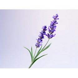 stickers mural lavande pas cher