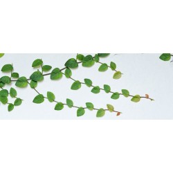 autocollant muraux lierre chambre