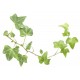 autocollant muraux lierre decoratif