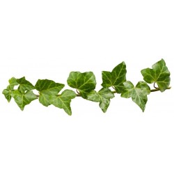 autocollants muraux lierre decoratif