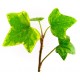 autocollants muraux lierre geant
