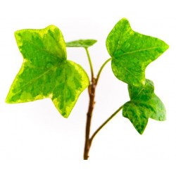 autocollants muraux lierre geant